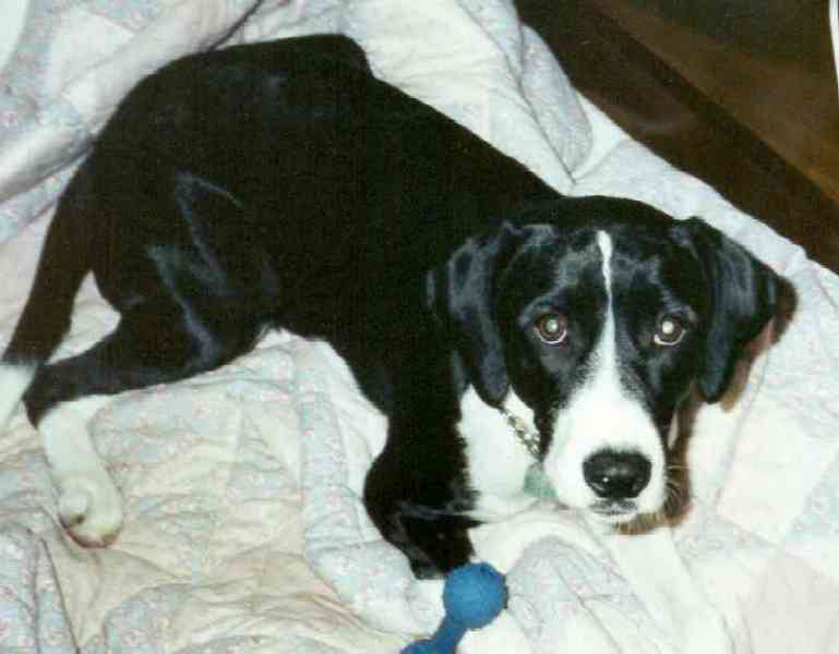 This dog looks identical to the first, except the ears are a different shape