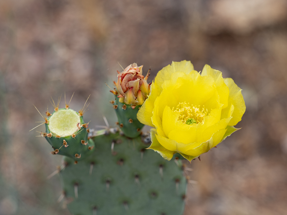 End of a prickly pear pad with three stages of fruiting: one flower in bloom, one flower faded and closed, and one kind of socket where the flower has fallen out