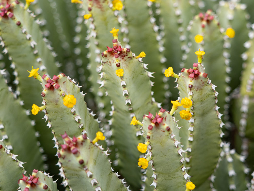 Tiny yellow flowers and tiny red fruits on some type of cylindrical cactus