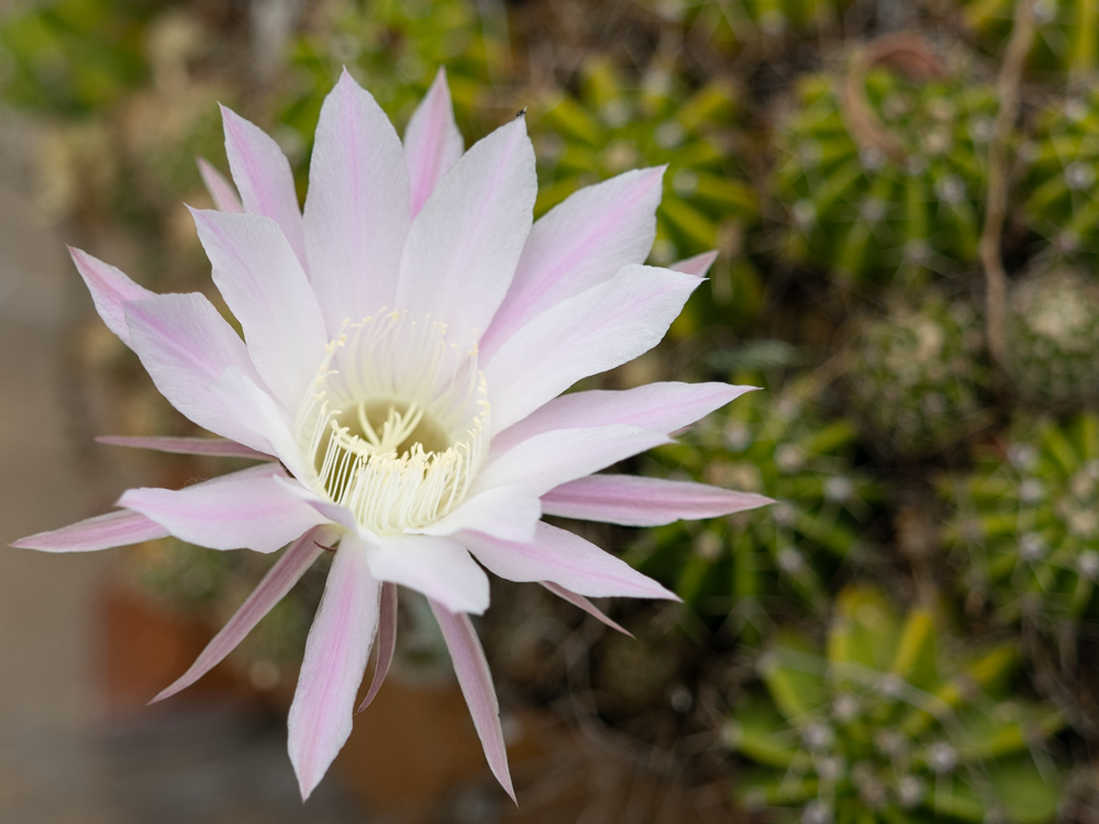 Large pale pink flower rising from a pincushion cactus