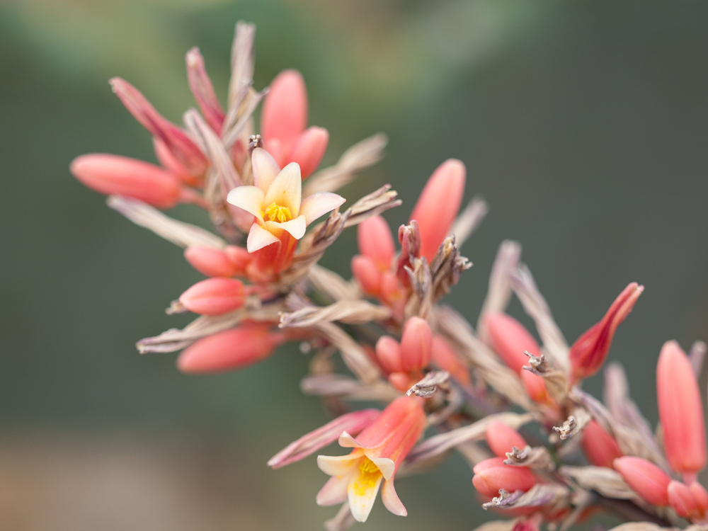 A stem of tiny flowers, dark pink on the outside and soft yellow on the inside