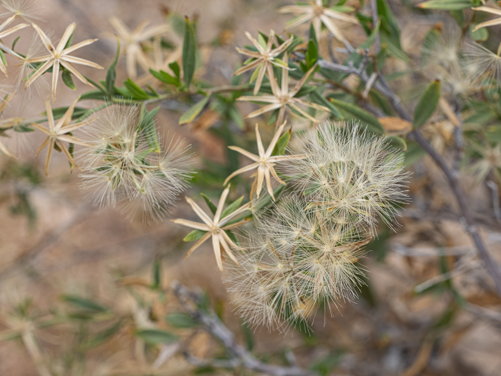Flower fluff and empty sepals in star shapes