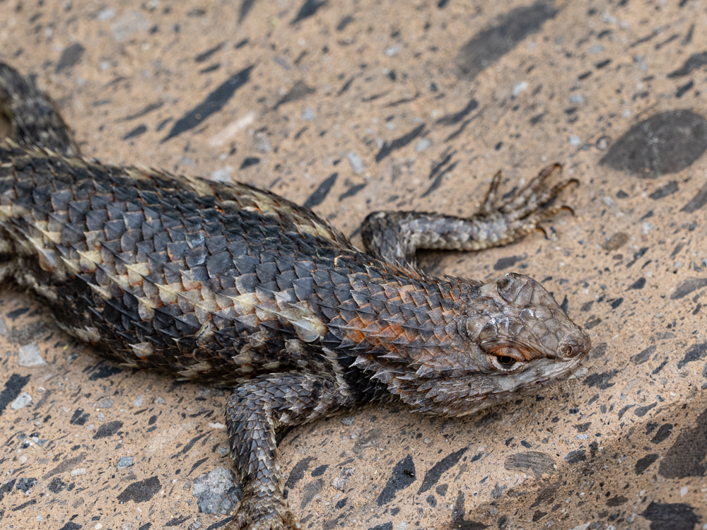 Dark brown lizard with spiny scales and lighter patches